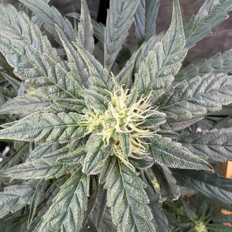 Double Grape X Strawberry nuggets growlog timeline photo