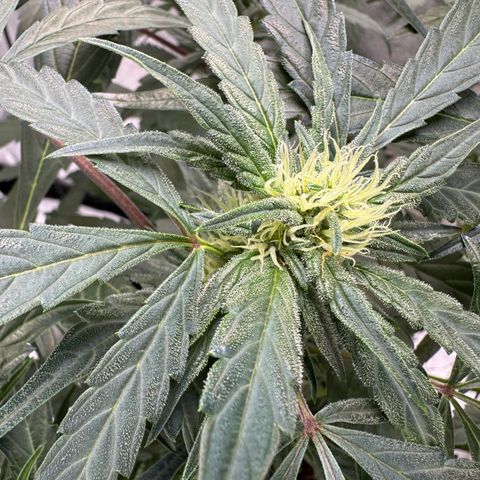 Double Grape X Strawberry nuggets growlog timeline photo