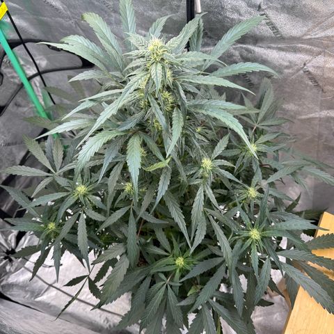 Double Grape X Strawberry nuggets growlog timeline photo
