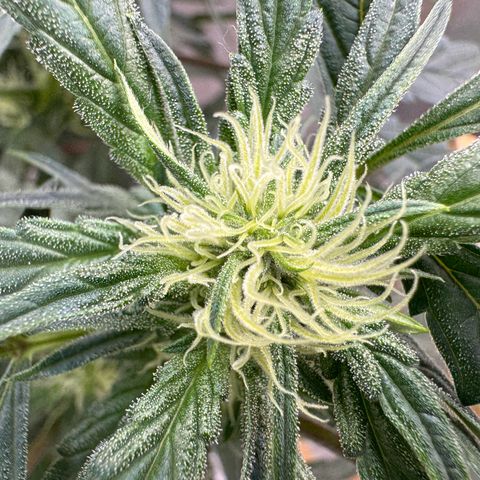 Double Grape X Strawberry nuggets growlog timeline photo