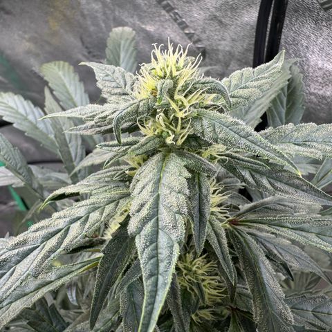 Double Grape X Strawberry nuggets growlog timeline photo