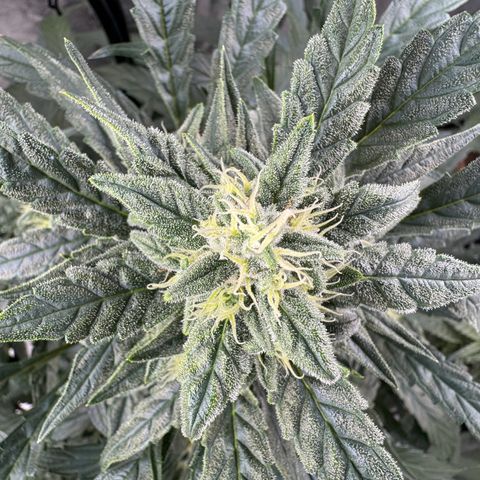 Double Grape X Strawberry nuggets growlog timeline photo