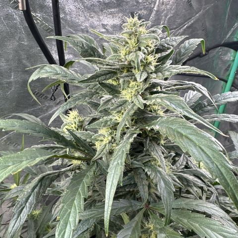 Double Grape X Strawberry nuggets growlog timeline photo