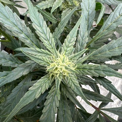 Double Grape X Strawberry nuggets growlog timeline photo