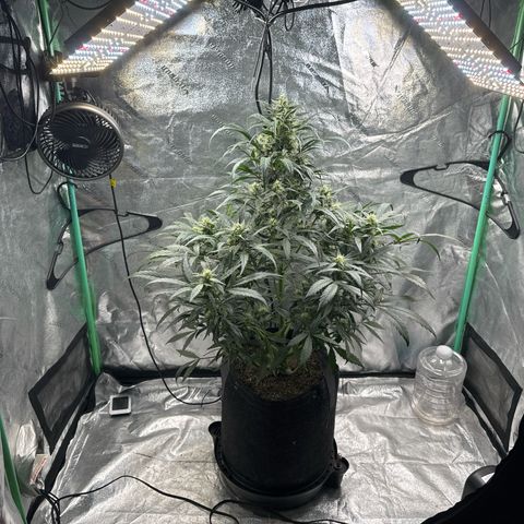 Double Grape X Strawberry nuggets growlog timeline photo