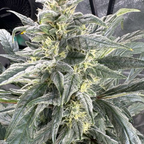 Double Grape X Strawberry nuggets growlog timeline photo