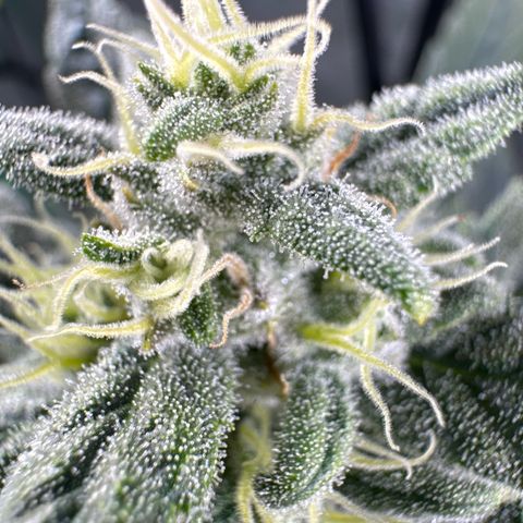 Double Grape X Strawberry nuggets growlog timeline photo