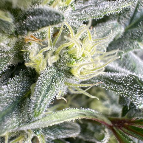 Double Grape X Strawberry nuggets growlog timeline photo
