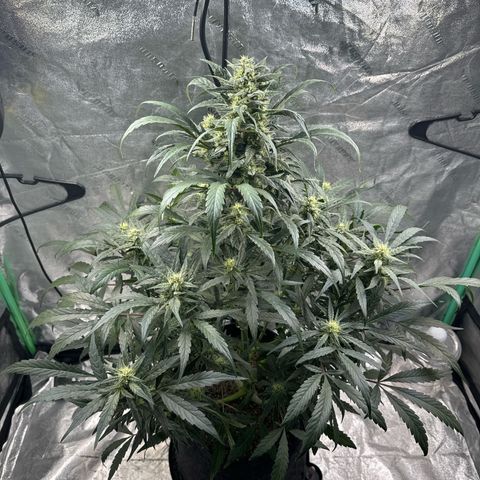 Double Grape X Strawberry nuggets growlog timeline photo
