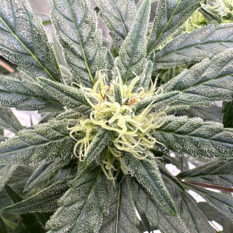 Double Grape X Strawberry nuggets growlog timeline photo