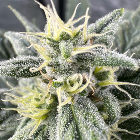 Double Grape X Strawberry nuggets growlog timeline photo