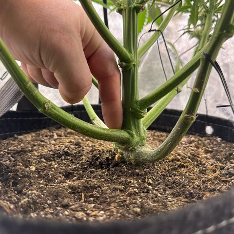 Double Grape X Strawberry nuggets growlog timeline photo