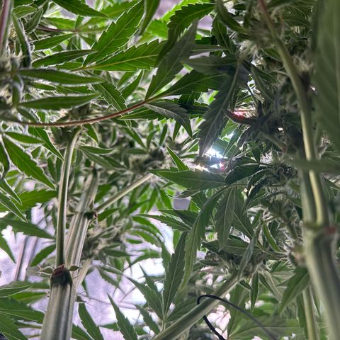 Double Grape X Strawberry nuggets growlog timeline photo