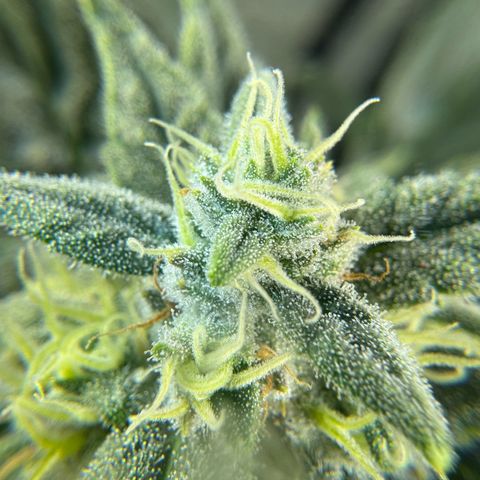 Double Grape X Strawberry nuggets growlog timeline photo