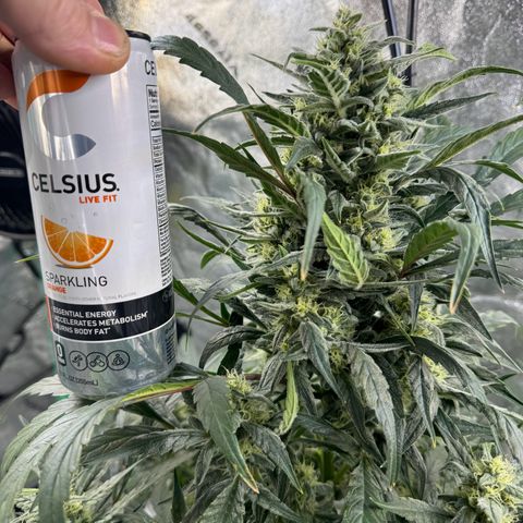 Double Grape X Strawberry nuggets growlog timeline photo