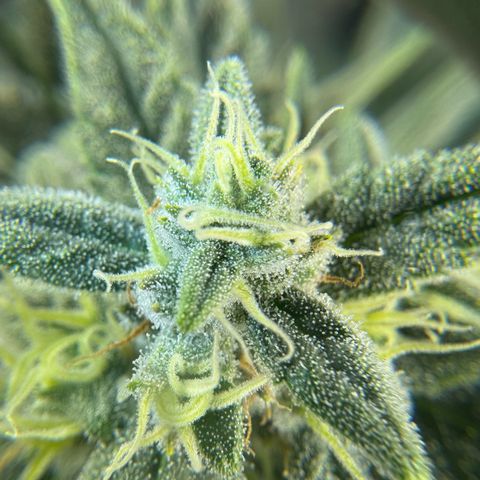 Double Grape X Strawberry nuggets growlog timeline photo