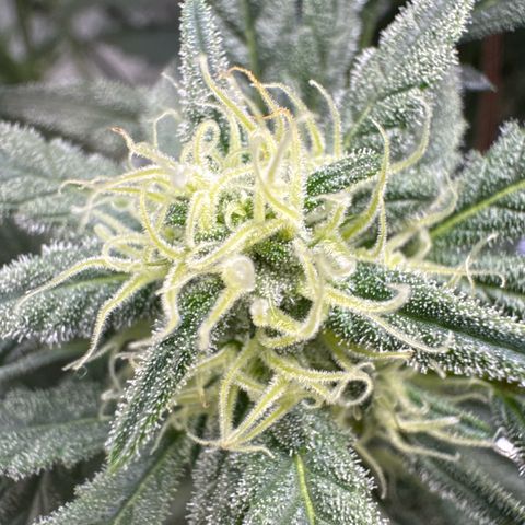 Double Grape X Strawberry nuggets growlog timeline photo