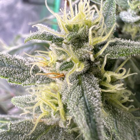 Double Grape X Strawberry nuggets growlog timeline photo