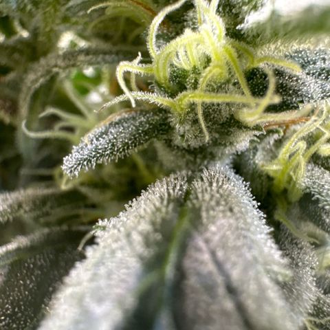 Double Grape X Strawberry nuggets growlog timeline photo