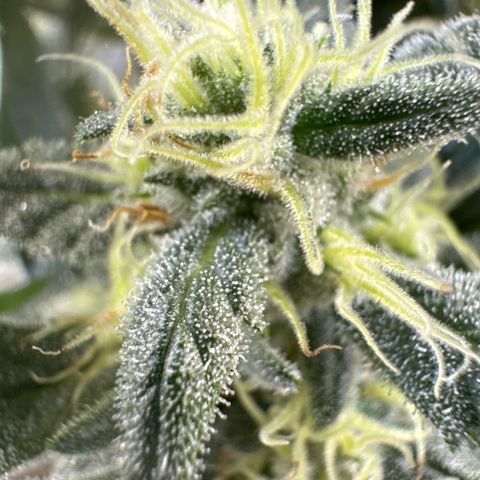 Double Grape X Strawberry nuggets growlog timeline photo