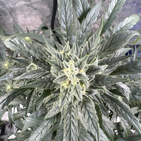 Double Grape X Strawberry nuggets growlog timeline photo