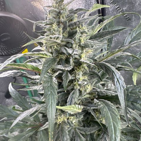 Double Grape X Strawberry nuggets growlog timeline photo