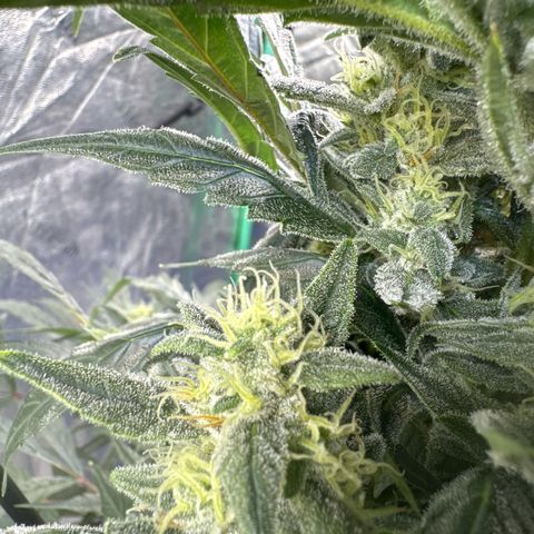 Double Grape X Strawberry nuggets growlog timeline photo