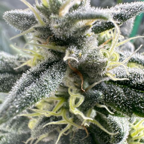 Double Grape X Strawberry nuggets growlog timeline photo