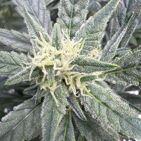Double Grape X Strawberry nuggets growlog timeline photo