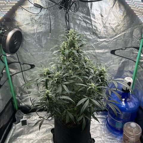 Double Grape X Strawberry nuggets growlog timeline photo