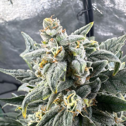 Double Grape X Strawberry nuggets growlog timeline photo