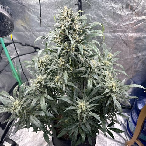 Double Grape X Strawberry nuggets growlog timeline photo