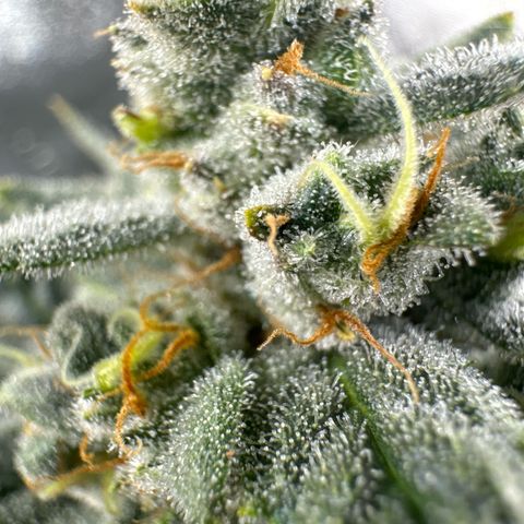 Double Grape X Strawberry nuggets growlog timeline photo