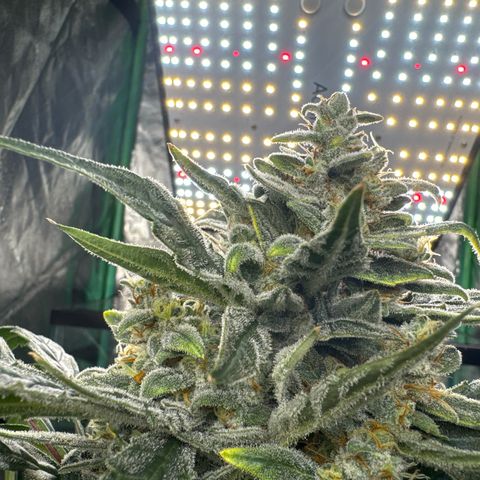 Double Grape X Strawberry nuggets growlog timeline photo