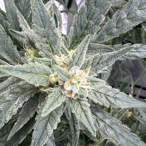Double Grape X Strawberry nuggets growlog timeline photo