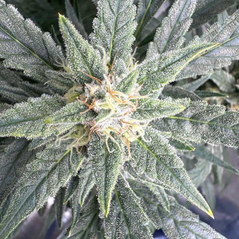 Double Grape X Strawberry nuggets growlog timeline photo