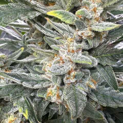 Double Grape X Strawberry nuggets growlog timeline photo