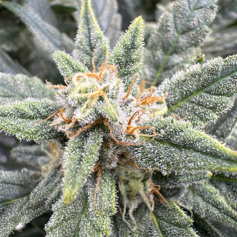 Double Grape X Strawberry nuggets growlog timeline photo