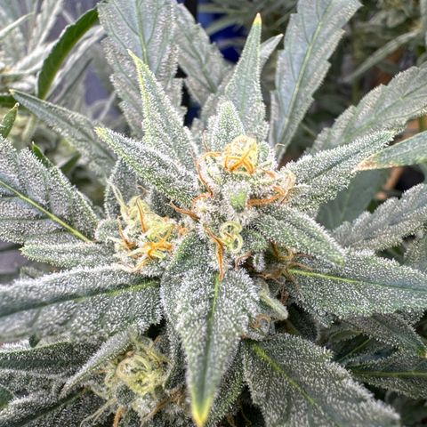 Double Grape X Strawberry nuggets growlog timeline photo