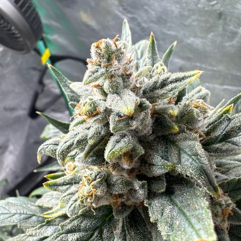 Double Grape X Strawberry nuggets growlog timeline photo