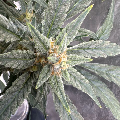 Double Grape X Strawberry nuggets growlog timeline photo