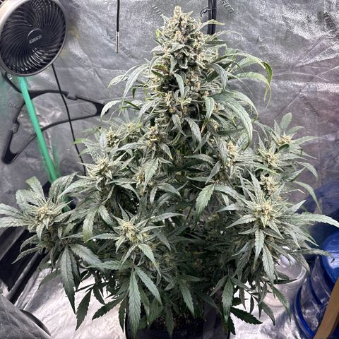 Double Grape X Strawberry nuggets growlog timeline photo