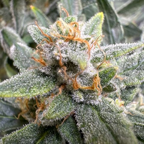 Double Grape X Strawberry nuggets growlog timeline photo