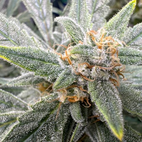 Double Grape X Strawberry nuggets growlog timeline photo