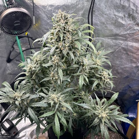 Double Grape X Strawberry nuggets growlog timeline photo