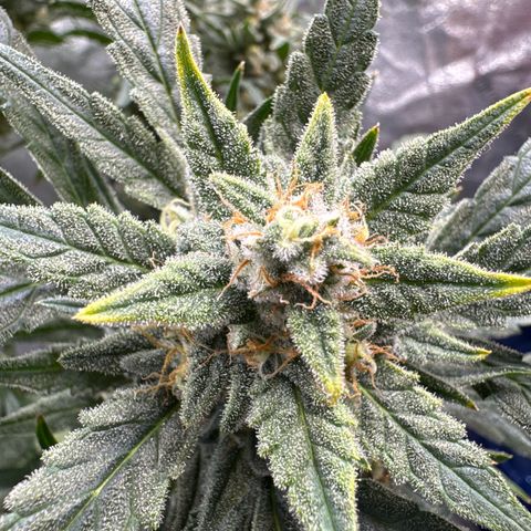 Double Grape X Strawberry nuggets growlog timeline photo