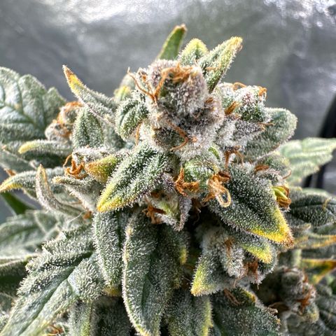 Double Grape X Strawberry nuggets growlog timeline photo