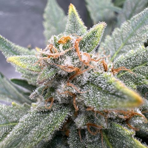 Double Grape X Strawberry nuggets growlog timeline photo