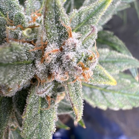 Double Grape X Strawberry nuggets growlog timeline photo