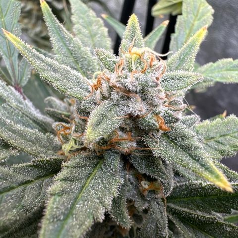 Double Grape X Strawberry nuggets growlog timeline photo